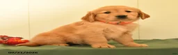 Golden Retriever dogs for sale: Dolly - Ad 3