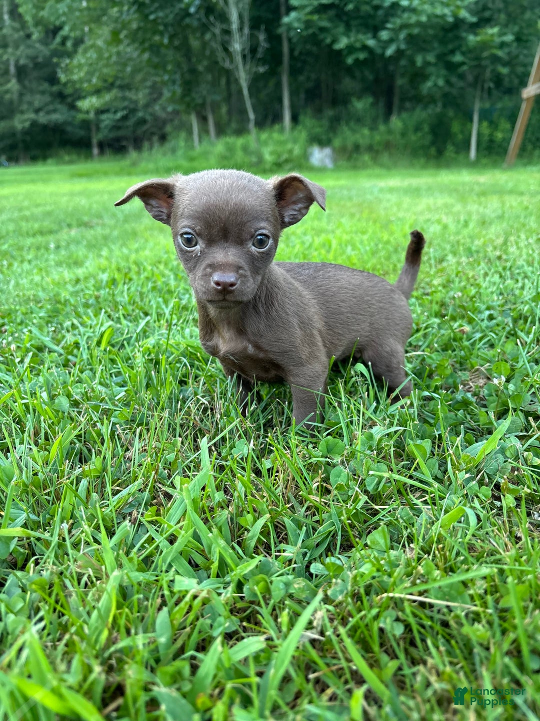 Chihuahua dogs for sale: Genny - Ad 13