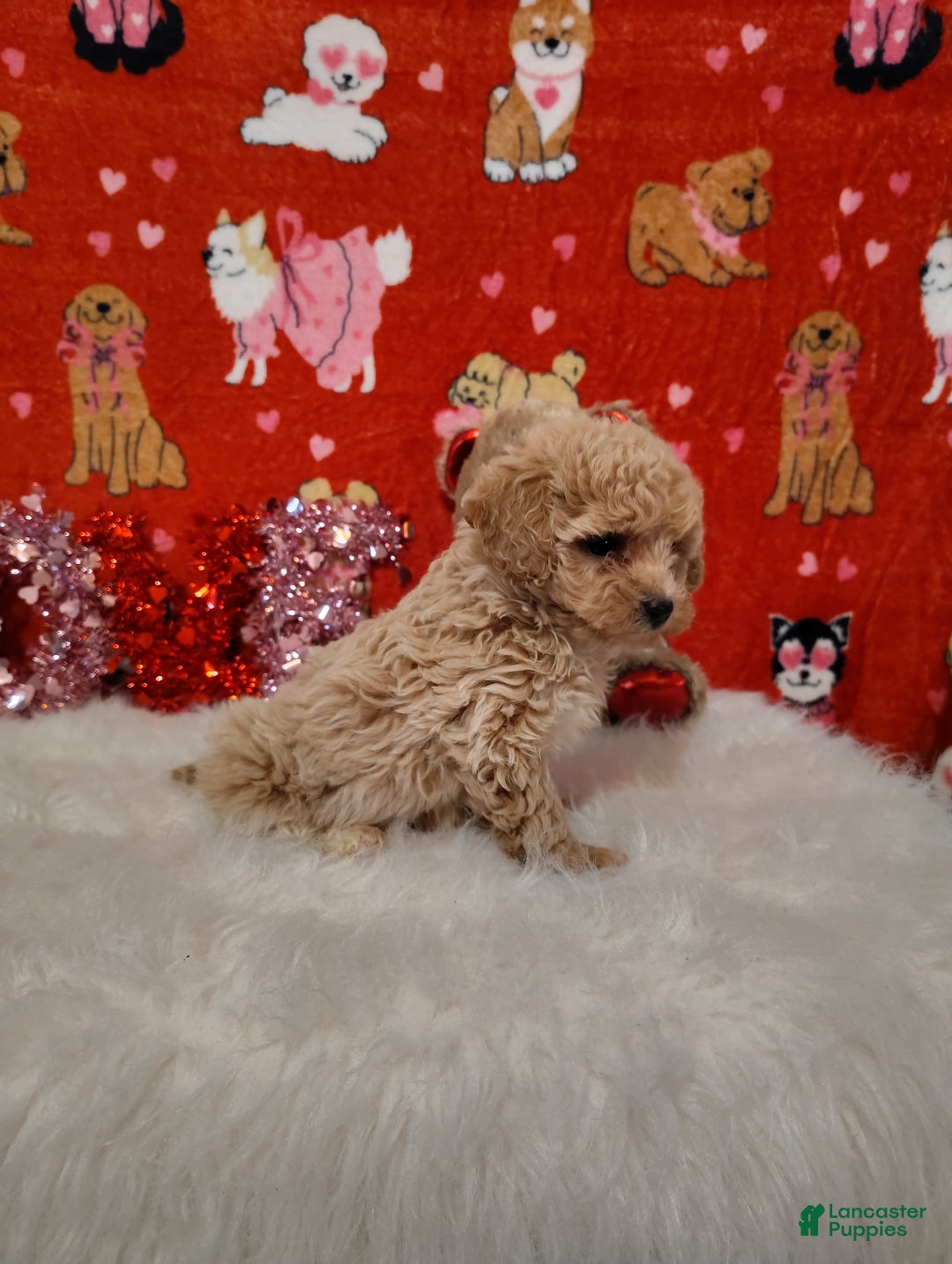 Maltipoo dogs for sale: Goldie locks - Ad 2