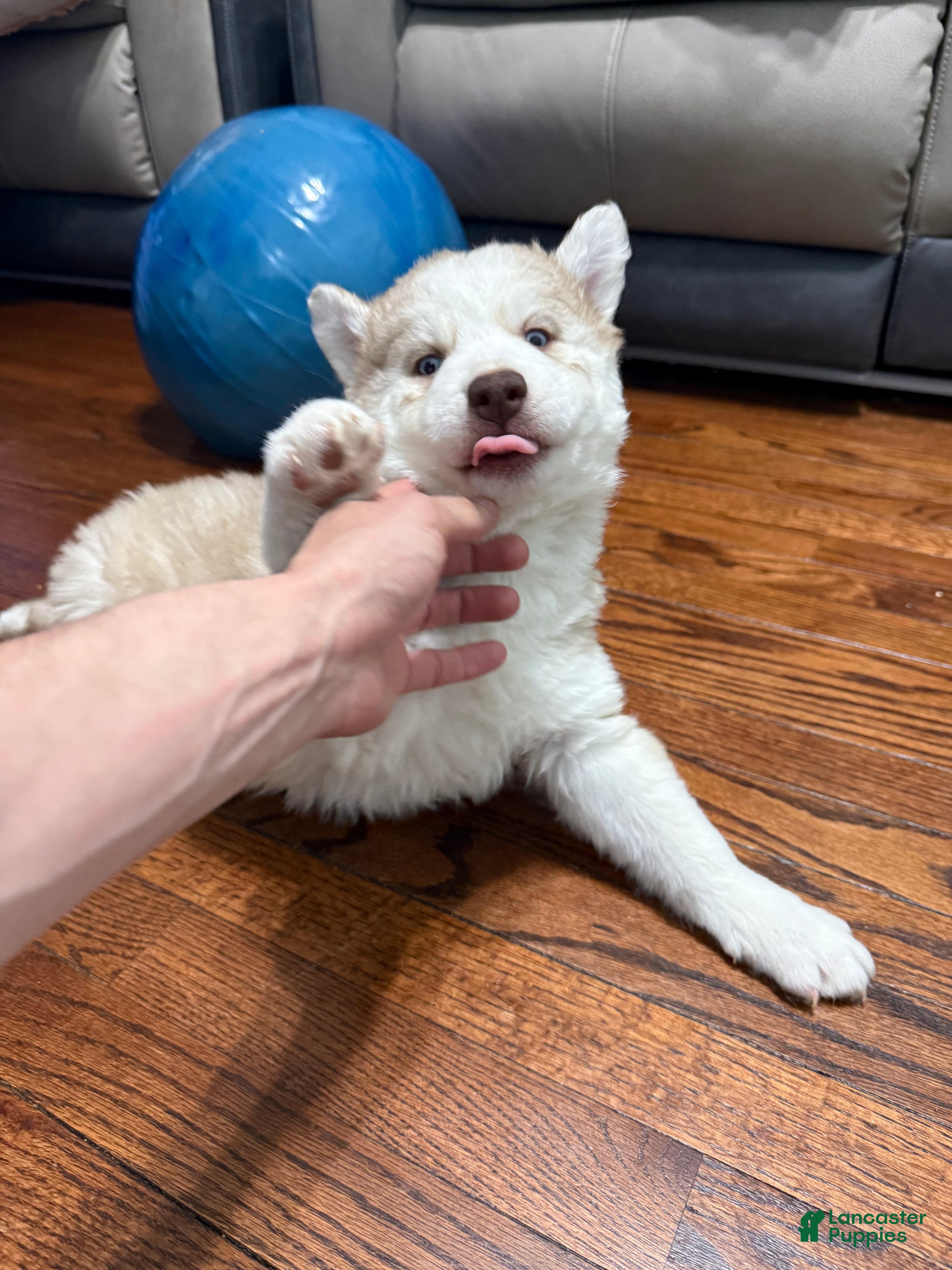 Siberian Husky dogs Molly - Ad 12