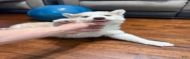 Molly