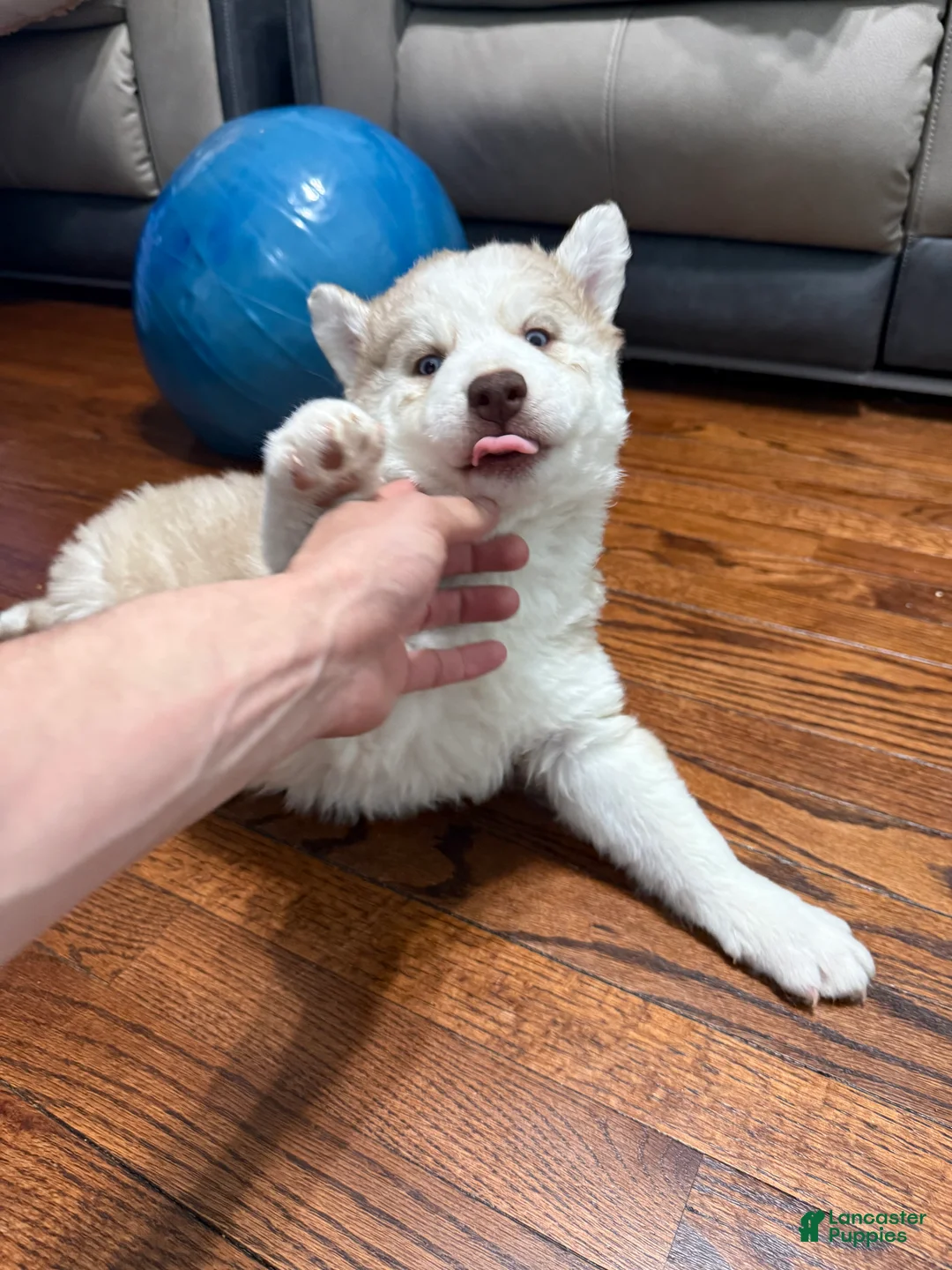 Siberian Husky dogs for sale: Molly - Ad 2