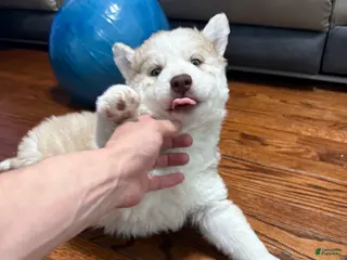 Siberian Husky dogs Molly - Ad 12