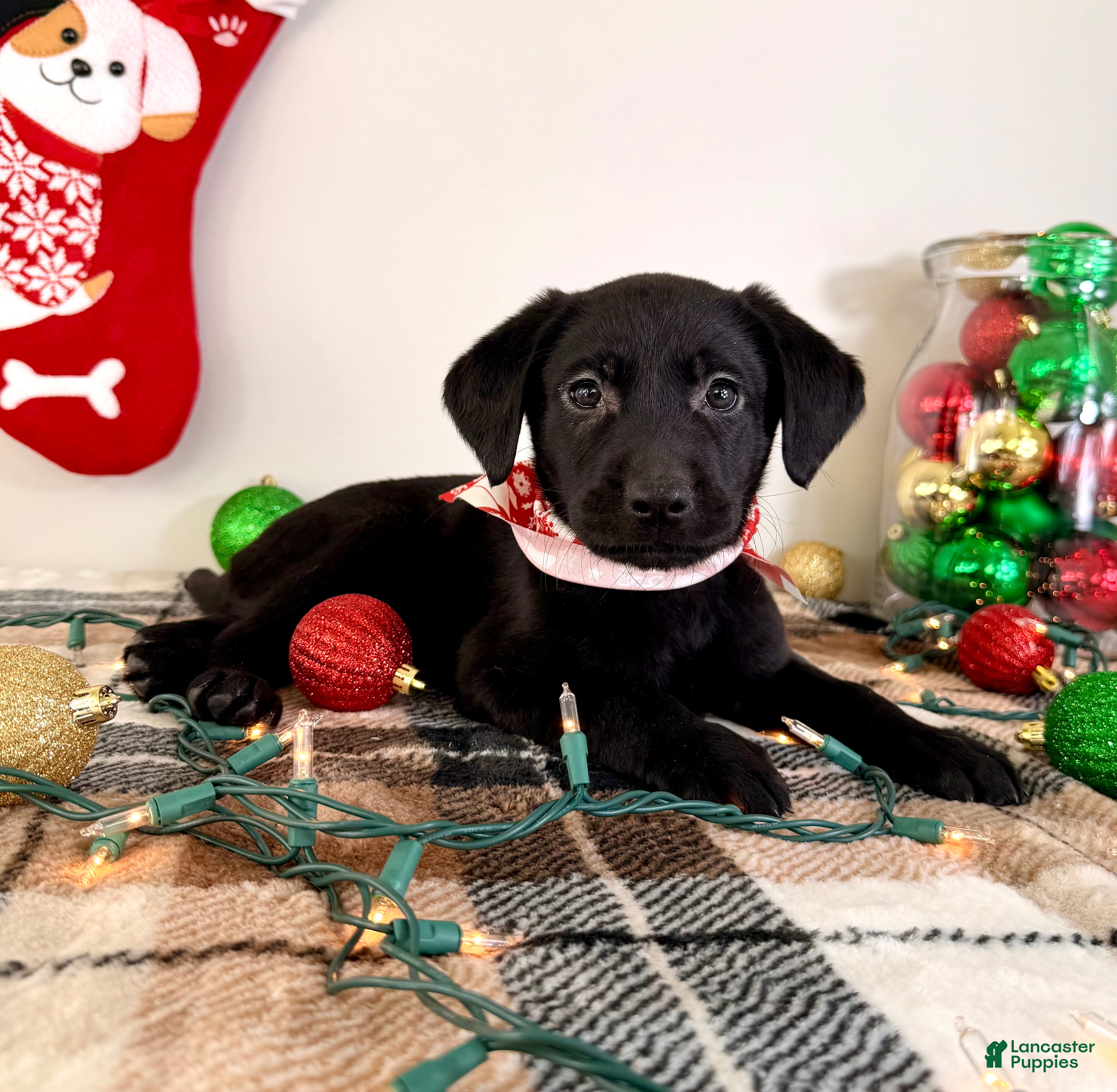 Labrador Retriever dogs Lady  - Ad 11