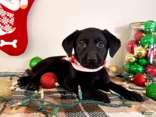 Labrador Retriever dogs Lady - Ad 35