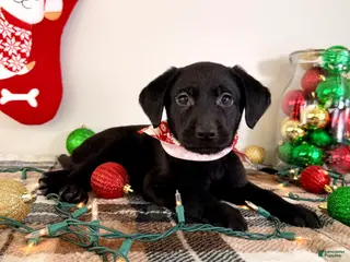 Labrador Retriever dogs Lady - Ad 4