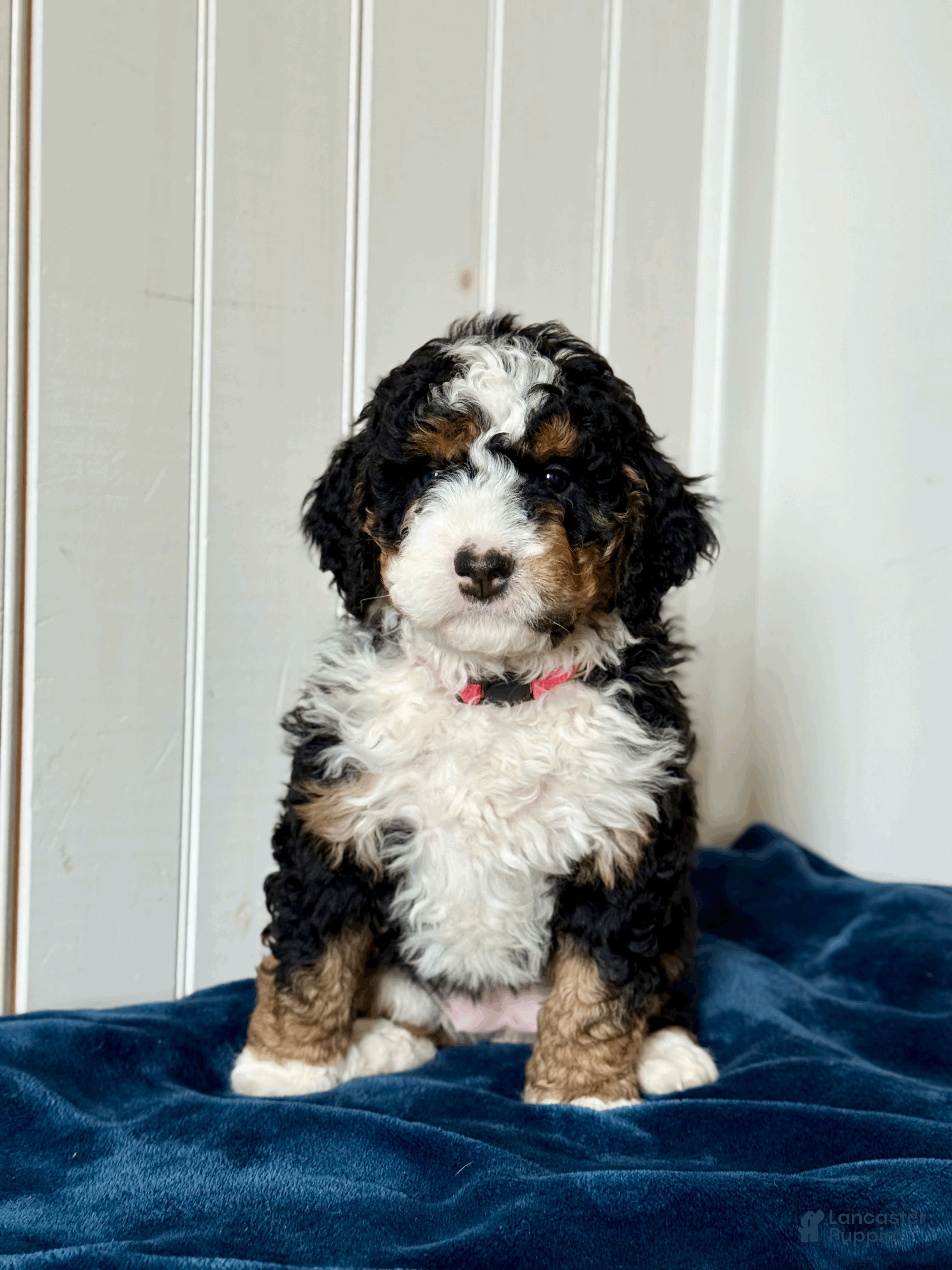 Mini Bernedoodle dogs Nova - Ad 2