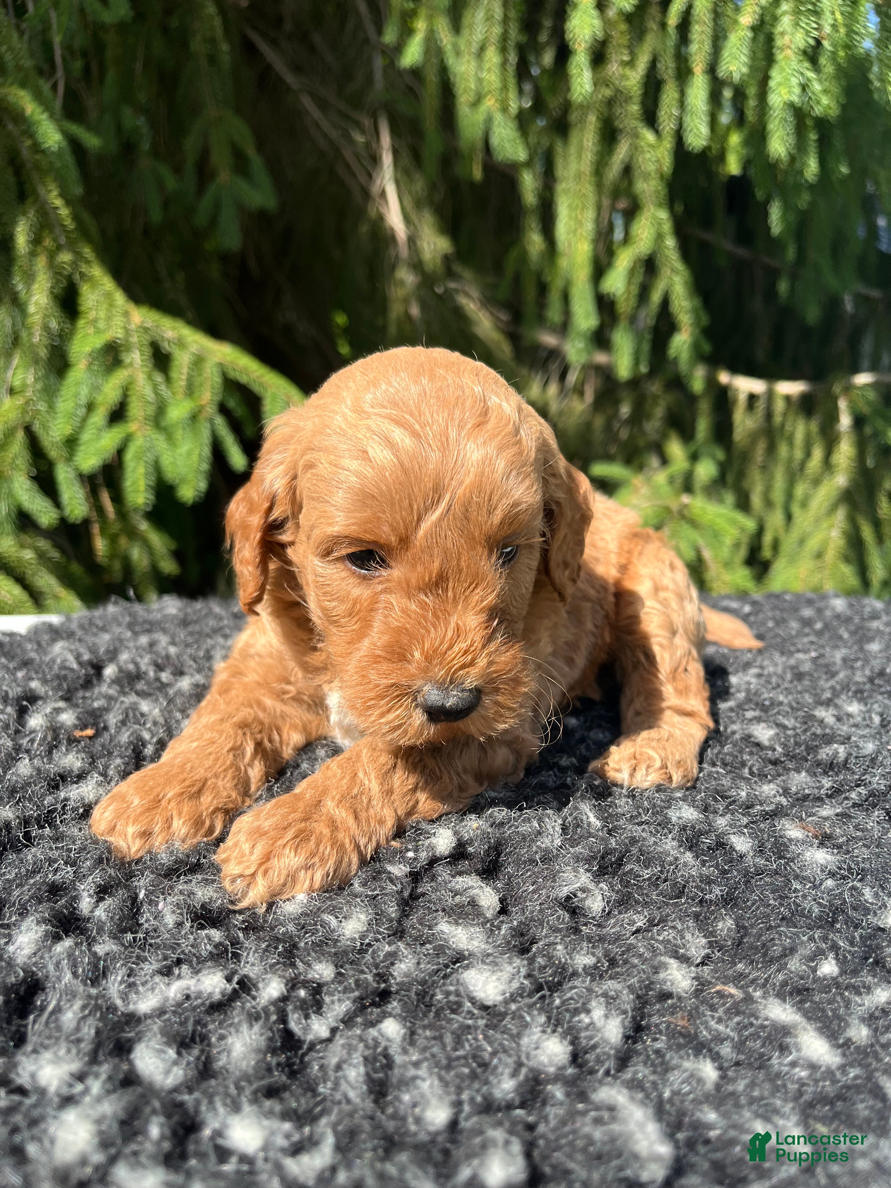 Mini Goldendoodle dogs Daisy - Ad 1