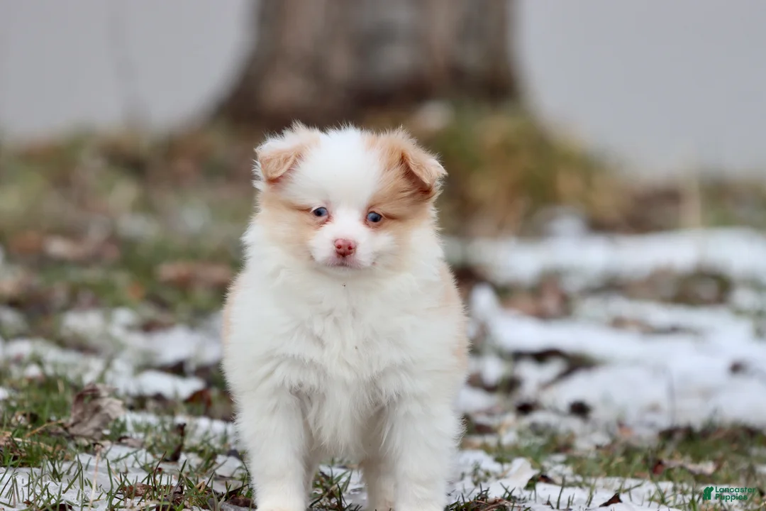 Mixed Breed dogs for sale: Strawberry Shortcake - Ad 2