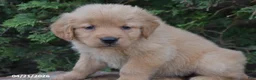 Golden Retriever dogs for sale: Nora - Ad 2