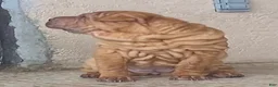 Shar Pei dogs for sale: Sweet Fluffy Boy - Ad 7