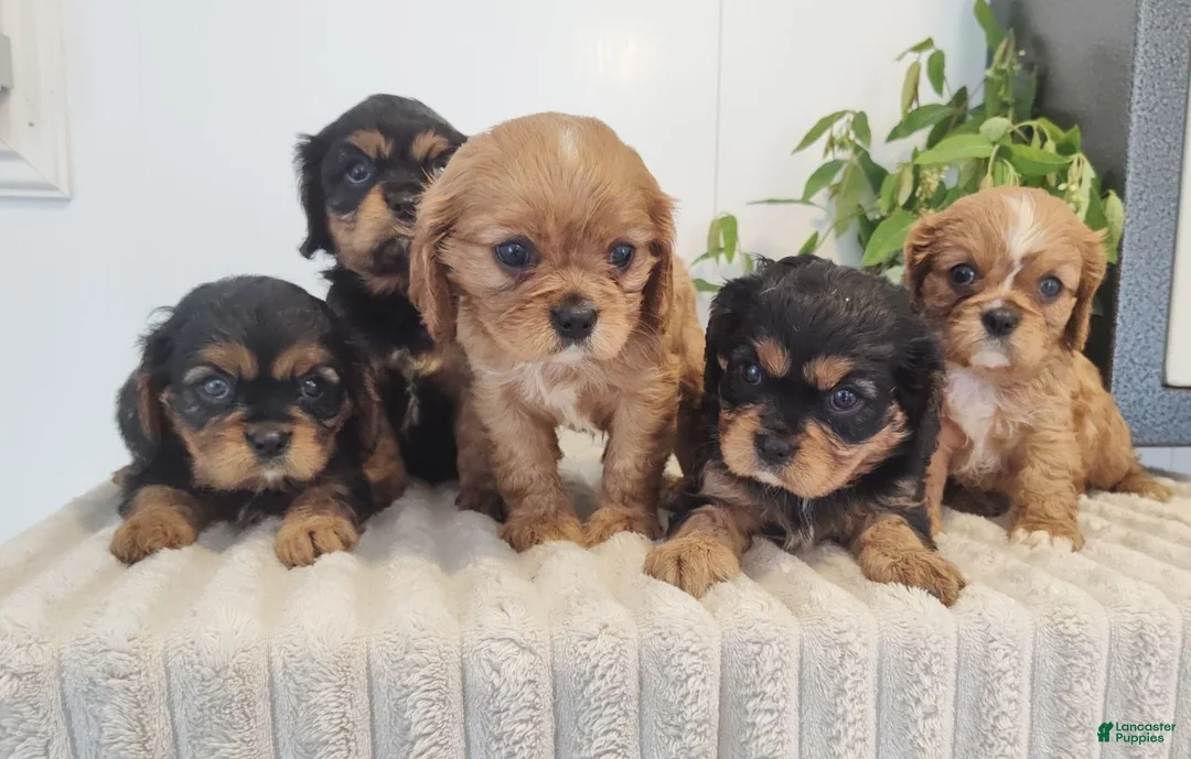 Cavalier King Charles Spaniel dogs for sale: Sunshine  - Ad 6