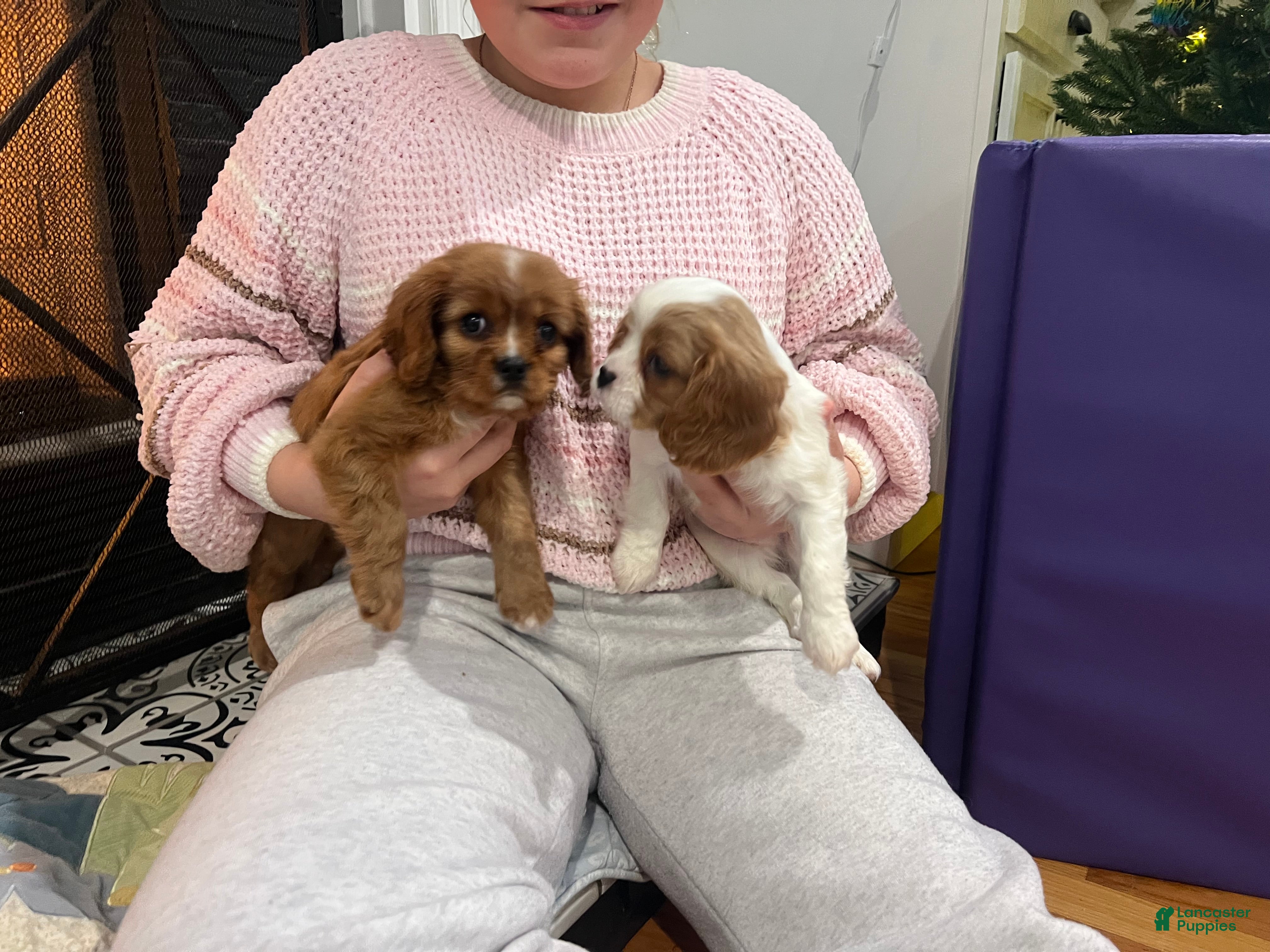 Cavalier King Charles Spaniel dogs Cavalier King Charles Spaniel Puppy 1 - Ad 4