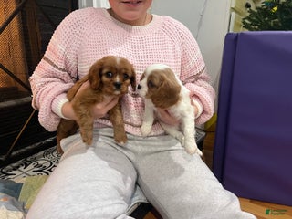 Cavalier King Charles Spaniel dogs Cavalier King Charles Spaniel Puppy 1 - Ad 40