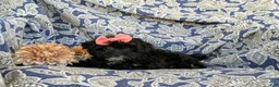 Yorkiepoo dogs for sale: Hana 6 lbs Full Grown - Ad 5