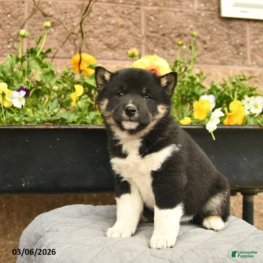 Shiba Inu dogs for sale: Ivy  - Ad 2