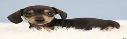 Miniature Dachshund dogs for sale: Jett ⚽️ - Ad 3