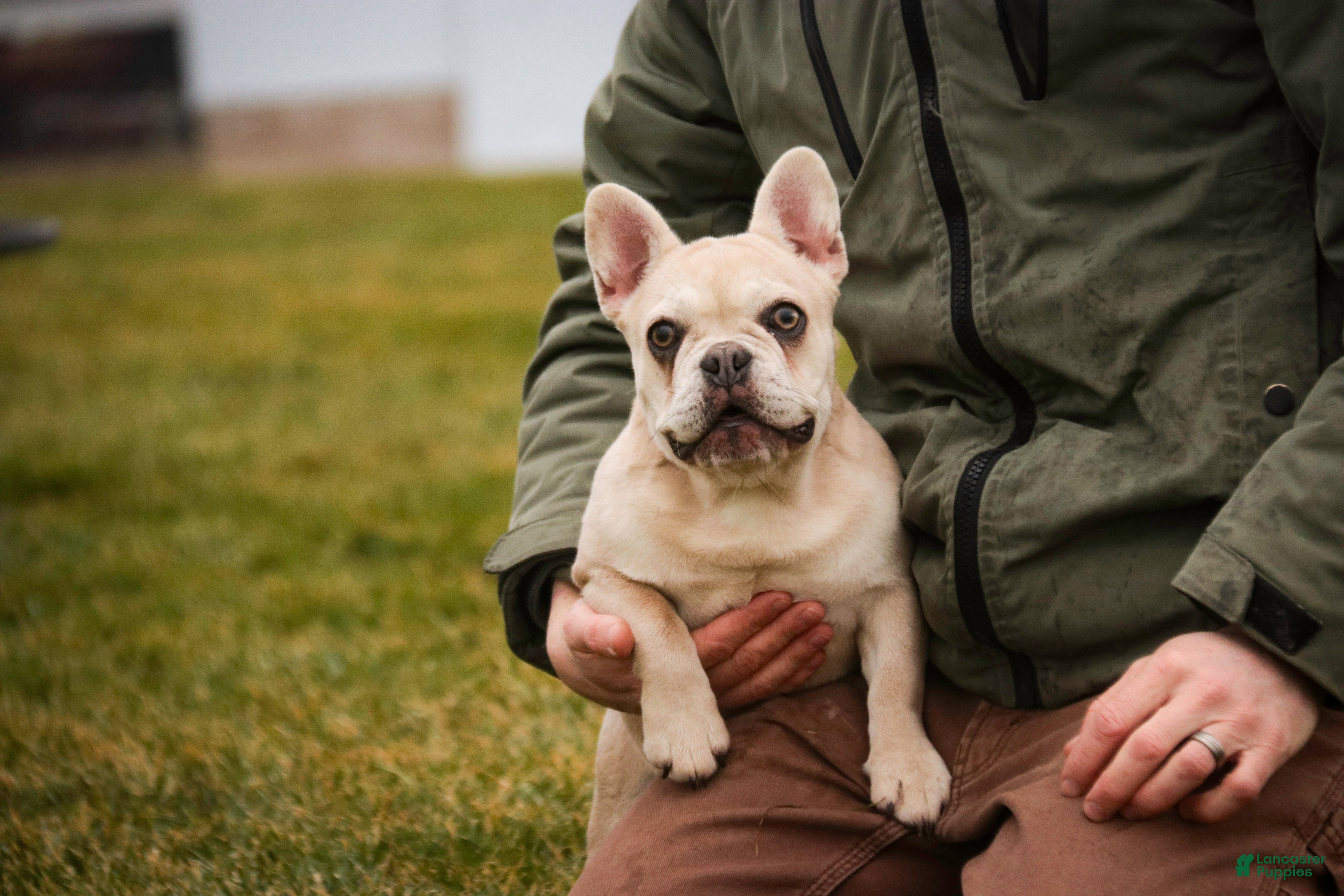 French Bulldog dogs Addie - Ad 37