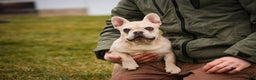 French Bulldog dogs for sale: Addie - Ad 5