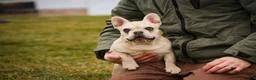 French Bulldog dogs for sale: Addie - Ad 1