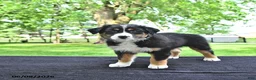 Australian Shepherd dogs for sale: Dakota - Ad 3
