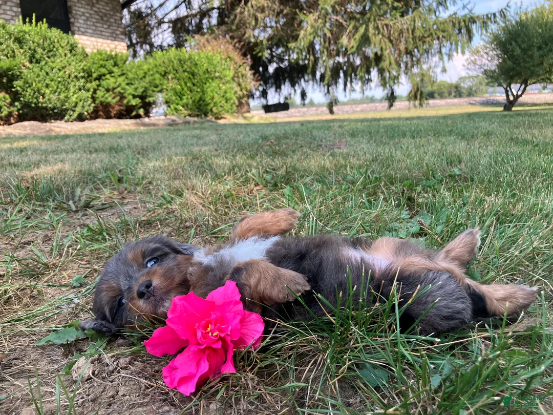 Shihpoo dogs for sale: McKenzie  - Ad 2