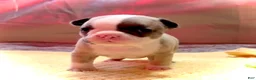 Frenchton dogs for sale: Aspen - Ad 1