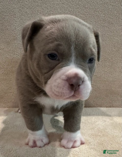 American Pit Bull Terrier dogs American Merle Bully Pit Puppy  - Ad 2