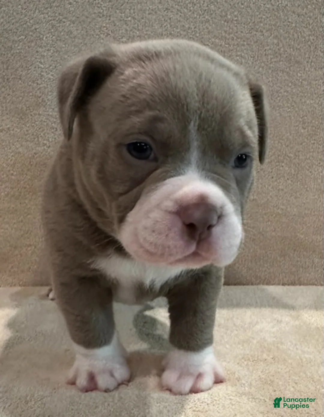 American Pit Bull Terrier dogs for sale: American Merle Bully Pit Puppy  - Ad 2
