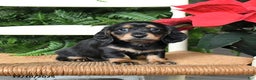 Miniature Dachshund dogs for sale: Daisy - Ad 4