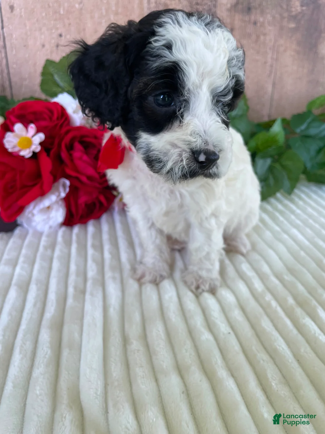 Mini Goldendoodle dogs for sale: Miss Weaver - Ad 2