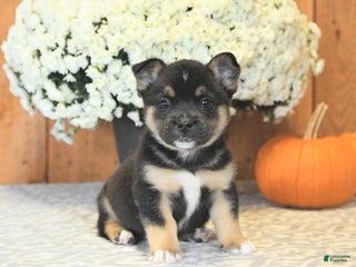 Mixed Breed dogs - Ad 36