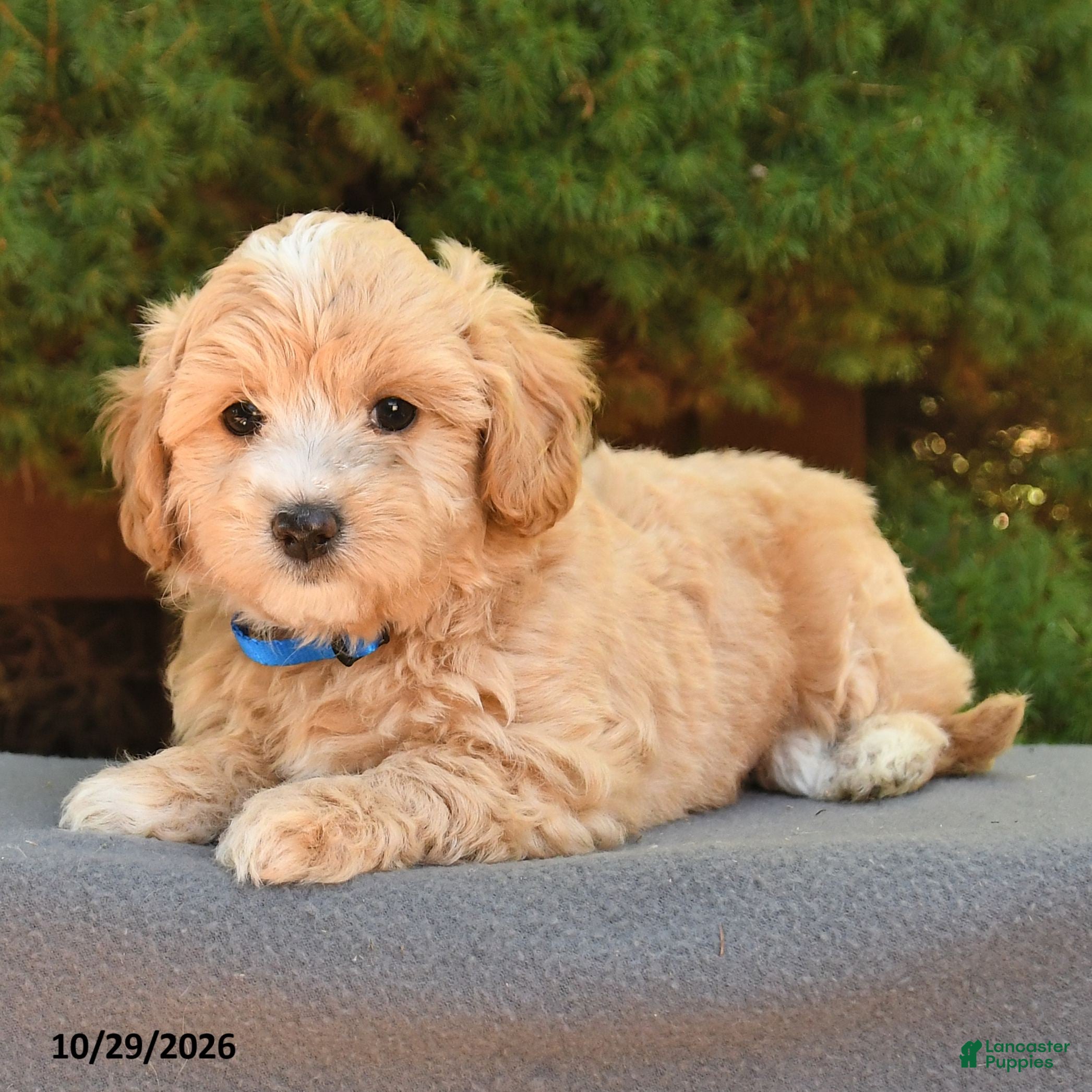 Maltipoo dogs for sale: Bobby - Ad 2