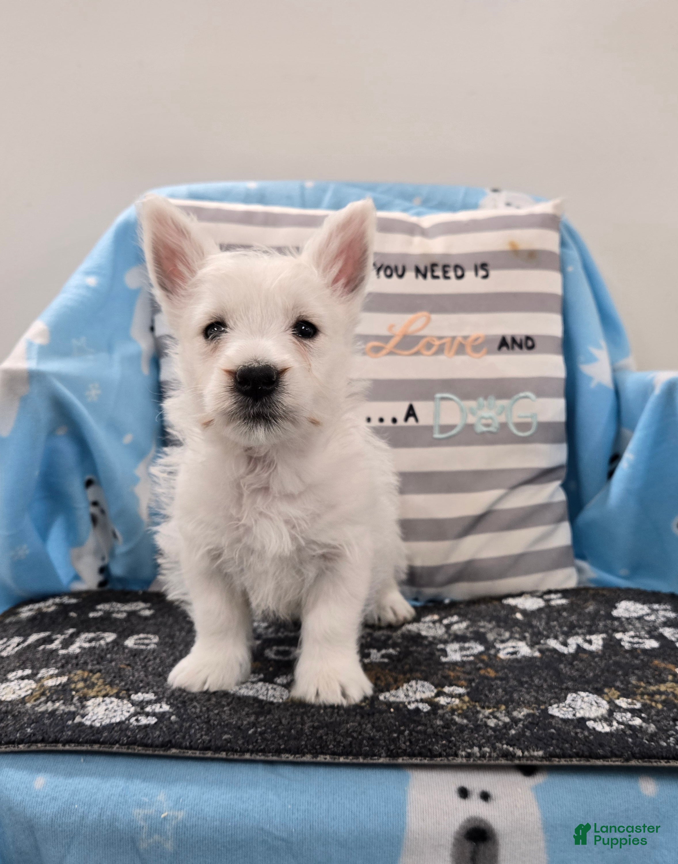 West Highland Terrier dogs Peter - Ad 1