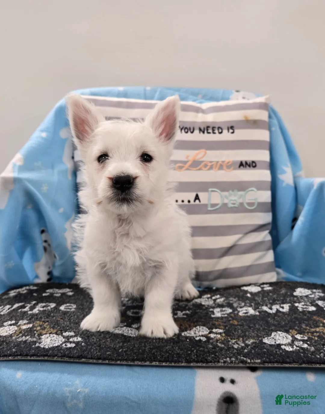 West Highland Terrier dogs for sale: Peter - Ad 1