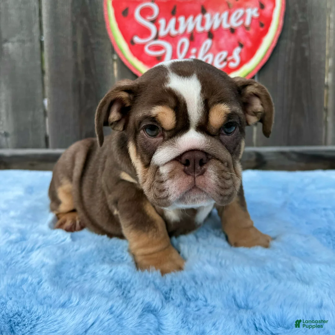 English Bulldog dogs for sale: Kelly - Ad 1
