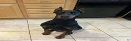 Doberman Pinscher dogs for sale: European Doberman Pinscher Yellow collar female - Ad 3