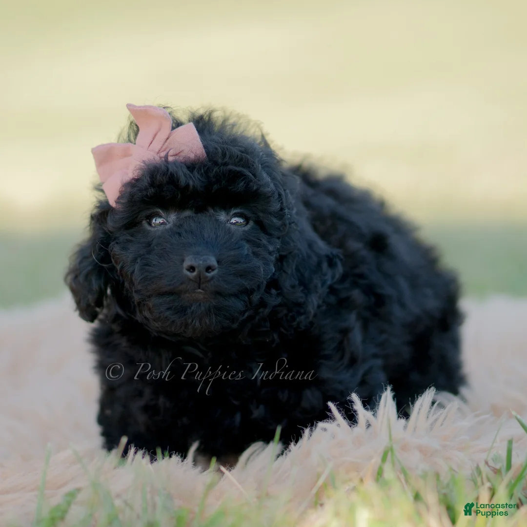 Mini Goldendoodle dogs for sale: Minnie  - Ad 5