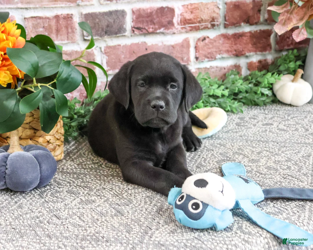 Labrador Retriever dogs for sale: Onyx - Ad 2