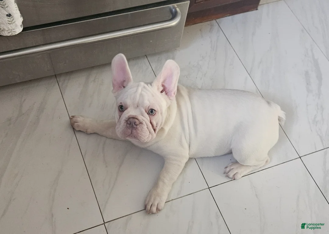 French Bulldog dogs for sale: French Bulldog Puppy 3 - Ad 5