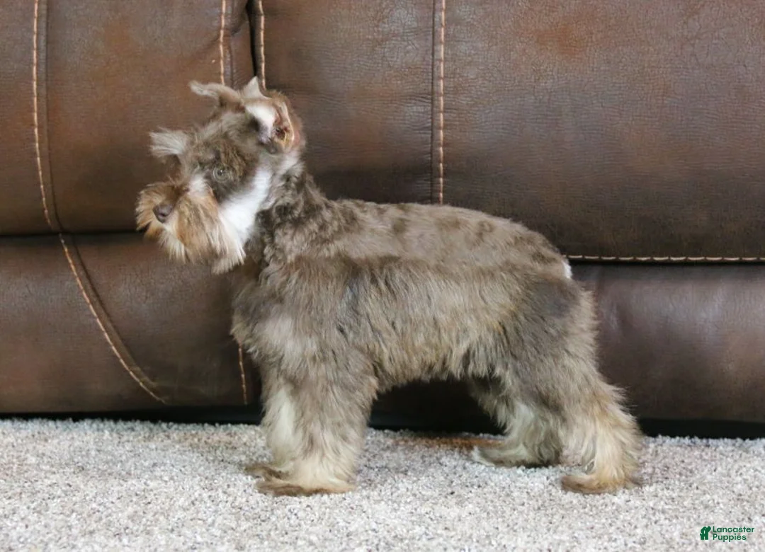 Miniature Schnauzer dogs for sale: Maggie - Ad 7