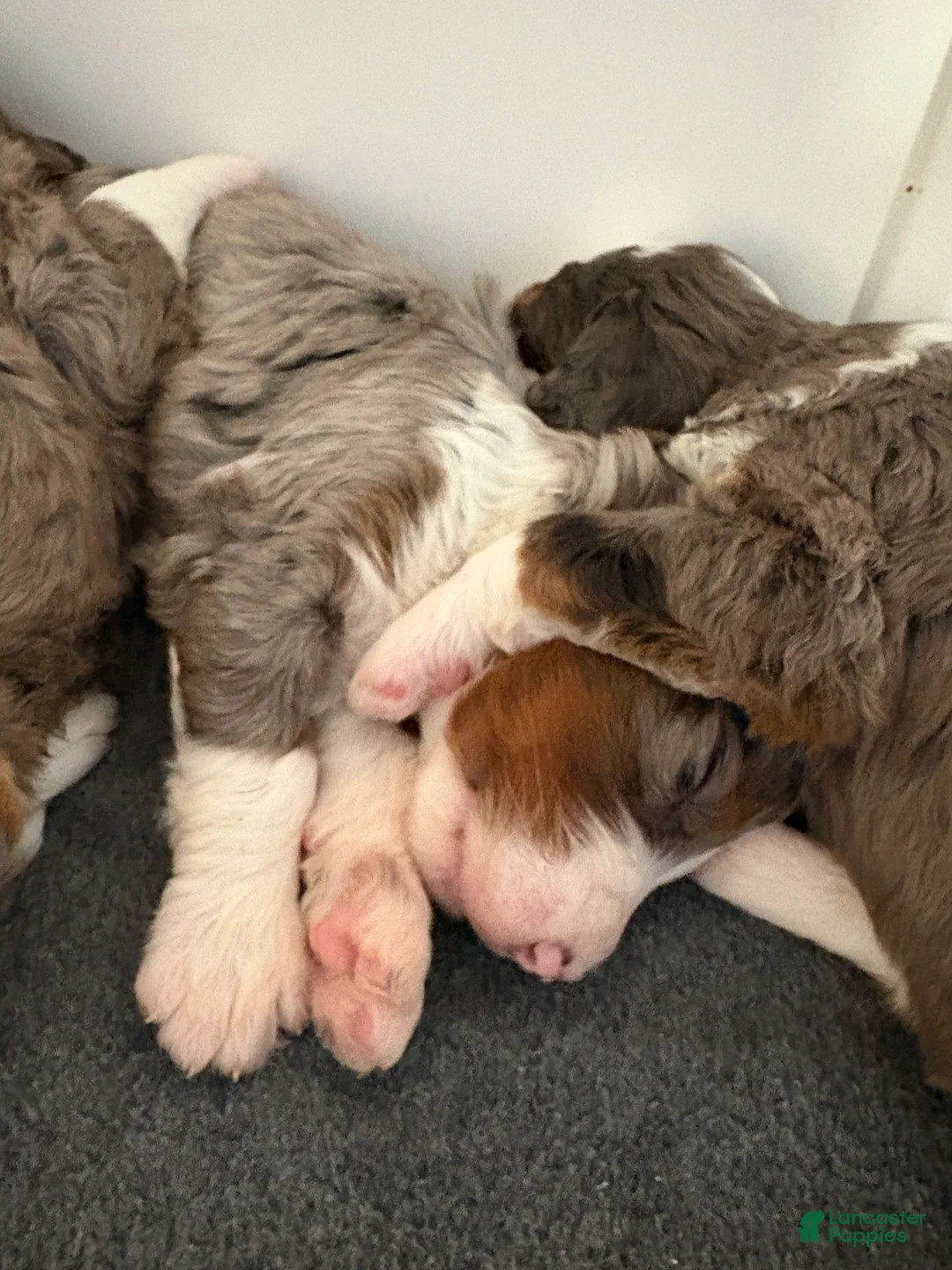 Bernedoodle dogs for sale: Bozey - Ad 9
