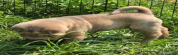 Shar Pei dogs for sale: Larry  - Ad 3