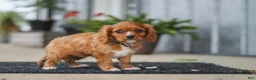 Cavalier King Charles Spaniel dogs for sale: Chase - Ad 6