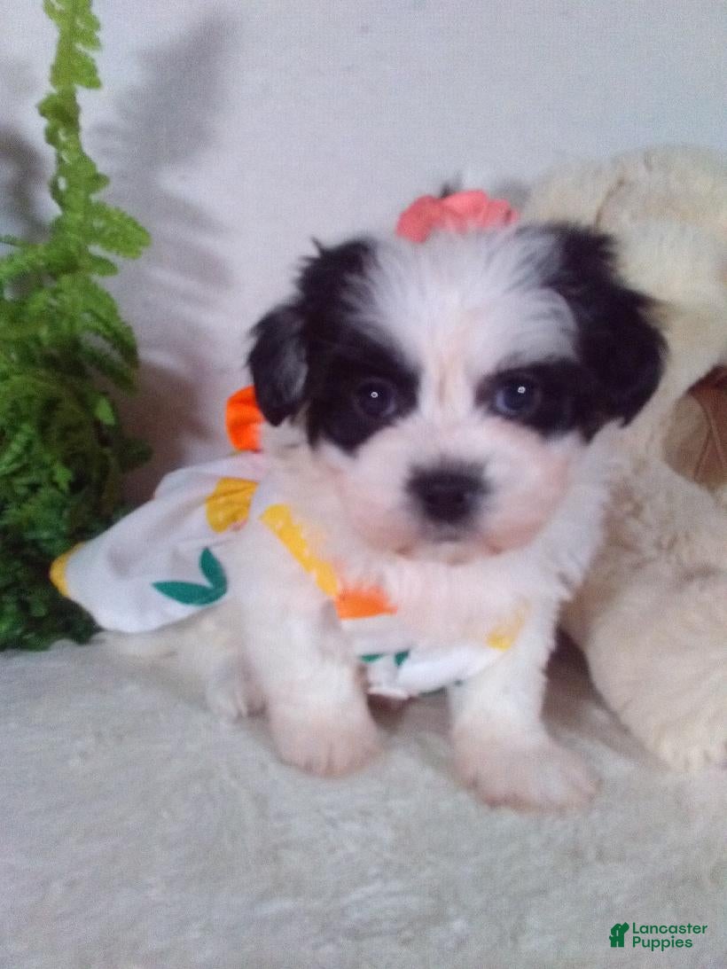 Teddy Bear dogs Cookie - Ad 2