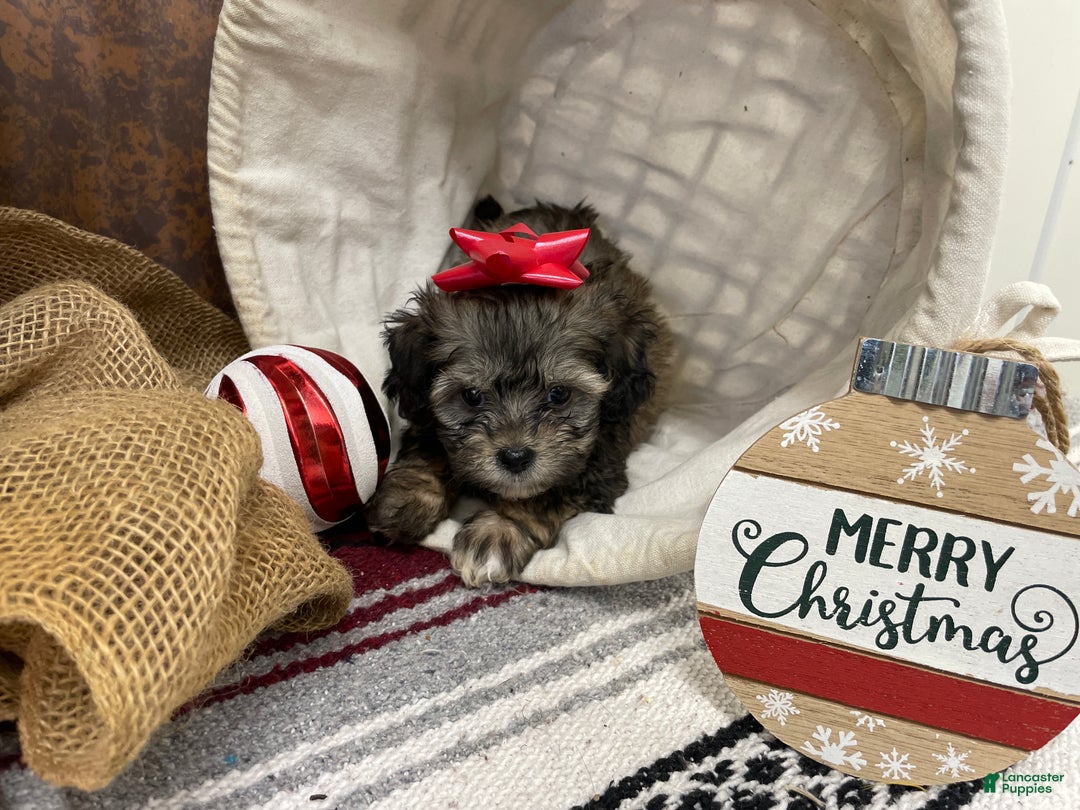 Shihpoo dogs for sale: Colter - Ad 5