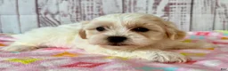 Teddy Bear dogs for sale: Tender heart Bear - Ad 3
