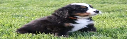 Bernese Mountain Dog dogs for sale: Timber - Ad 6