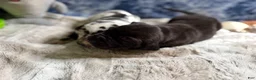 Great Dane dogs for sale: Hades - Ad 2