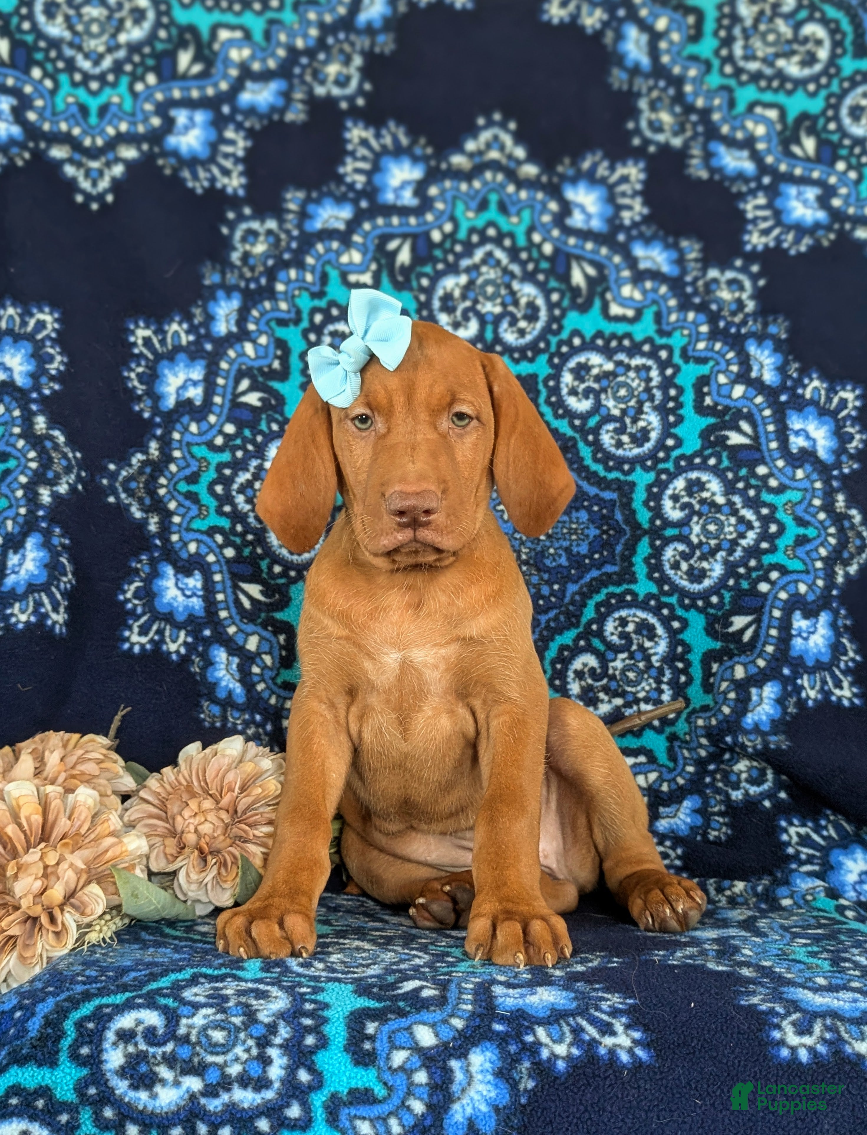 Vizsla dogs Allison - Ad 1